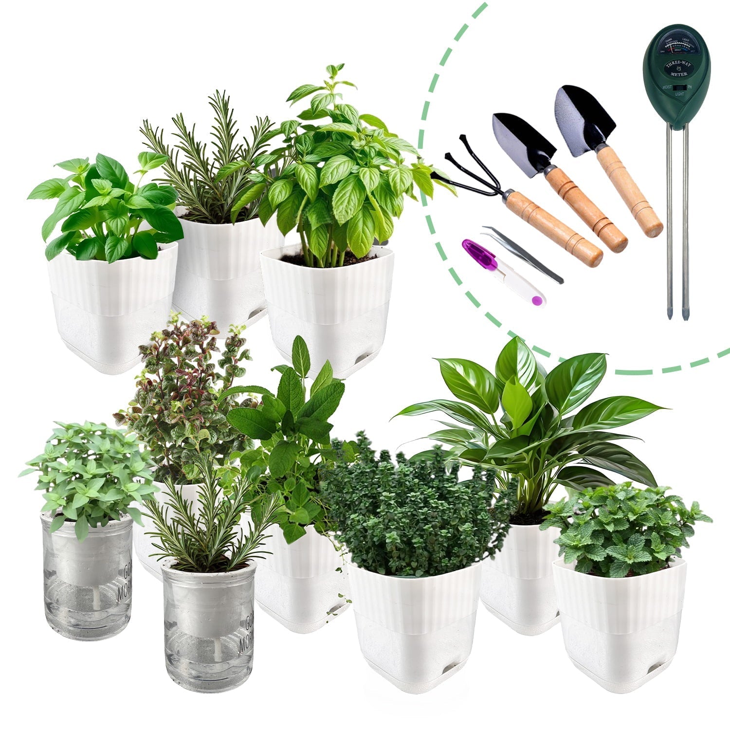Soliseed indoor herb garden kit for kitchen windowsill herbs